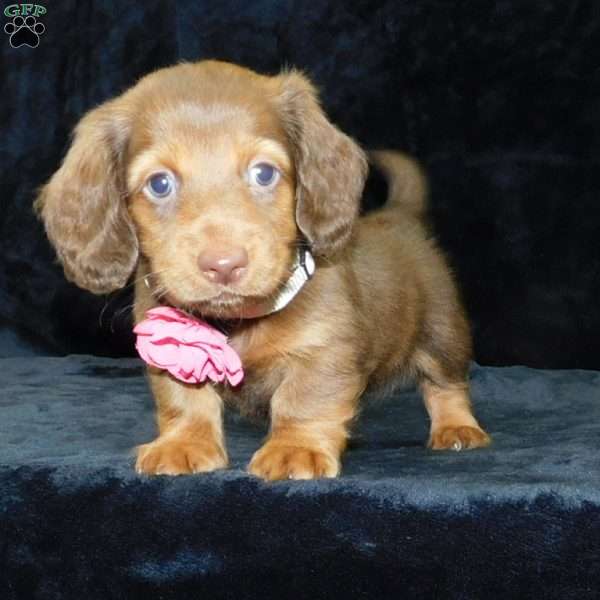 Alice- mini, Dachshund Puppy